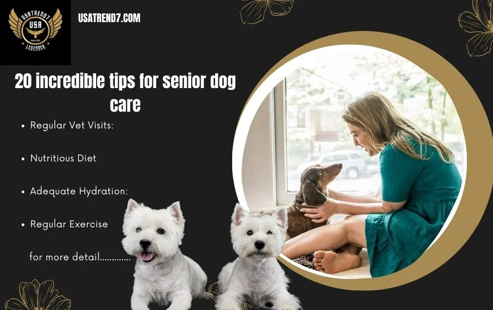 senior dog care