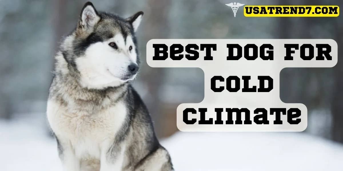 best dog for cold climate