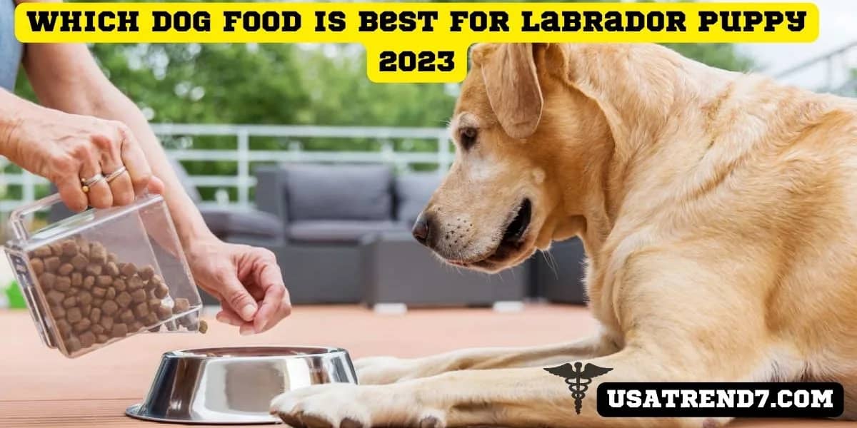 which dog food is best for labrador puppy 2023