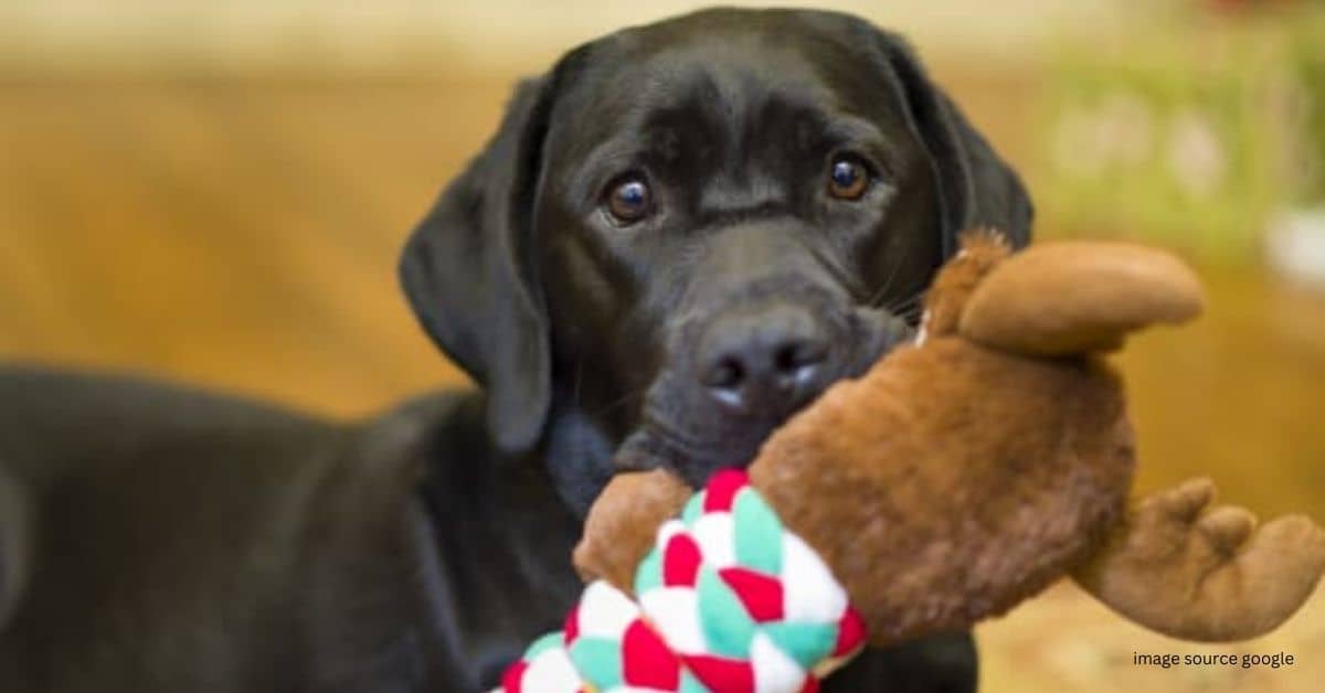 Dog Toy Squeaker Sound