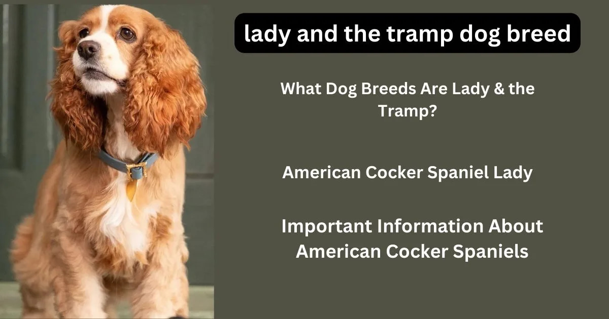 lady and the tramp dog breed