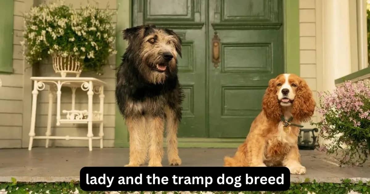 lady and the tramp dog breed