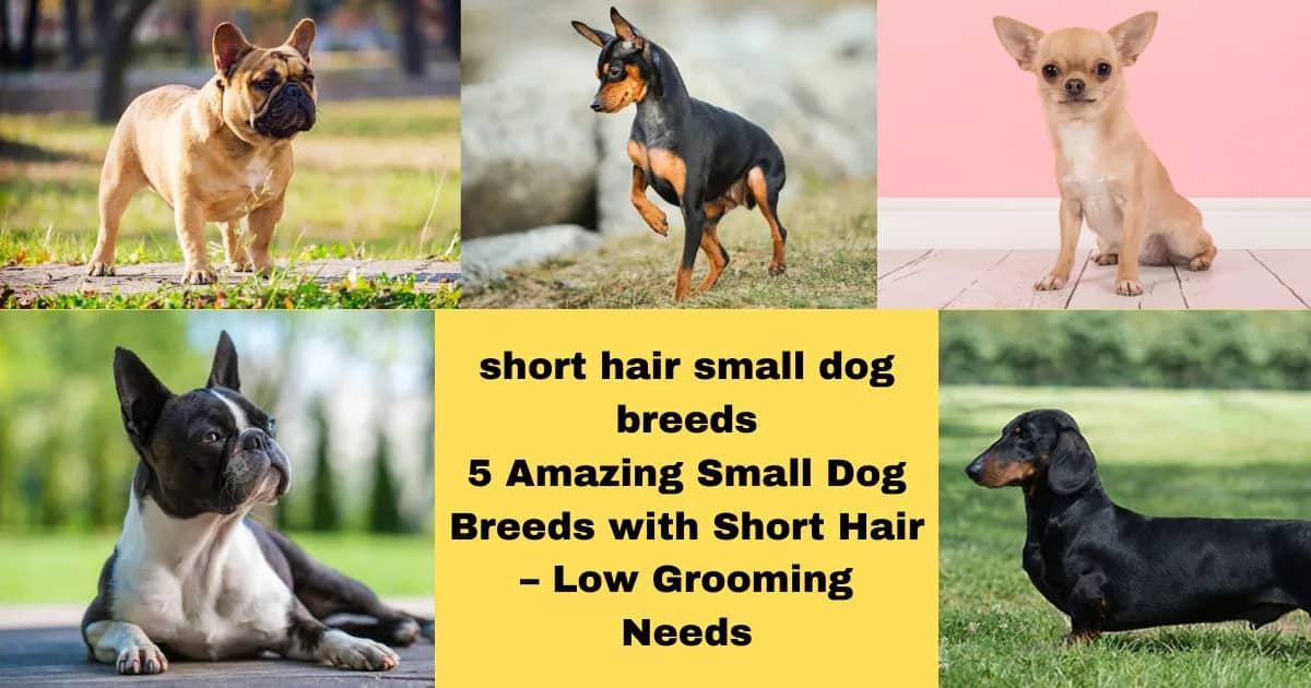 short hair small dog breeds