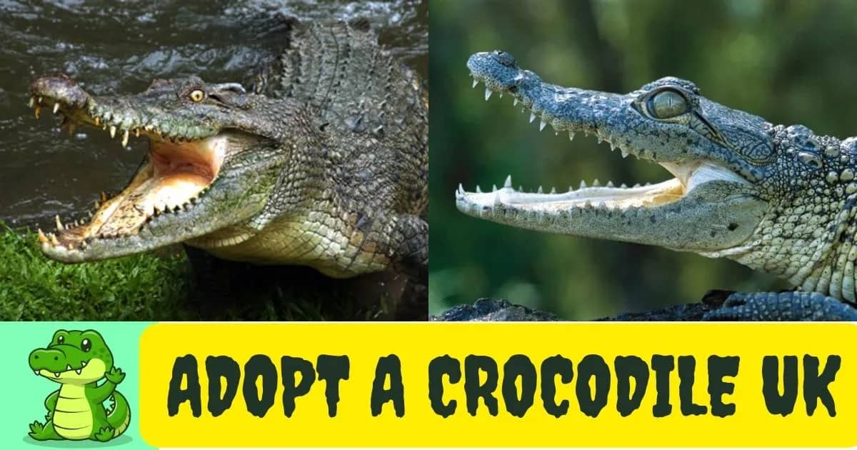 Adopt A Crocodile UK