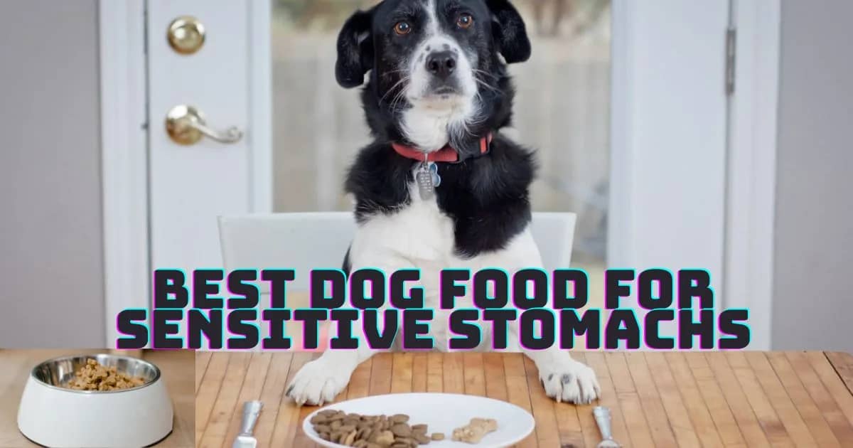 Best Dog Food For Sensitive Stomachs