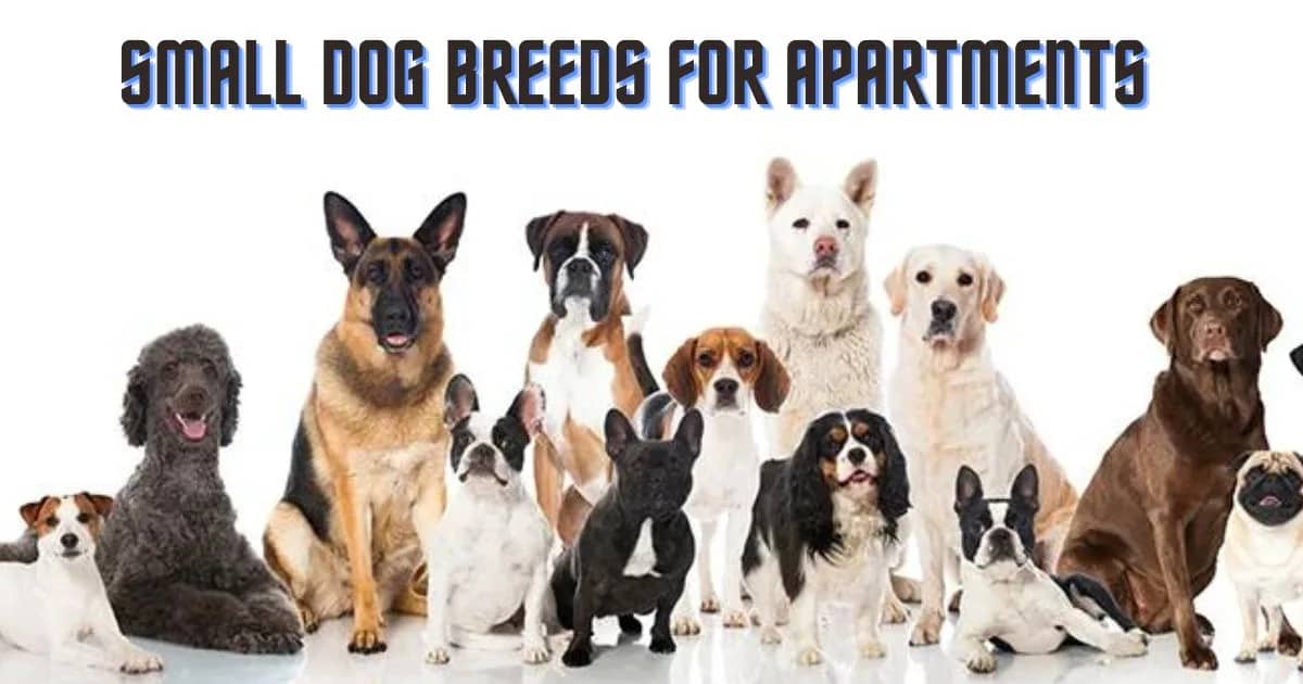 Small Dog Breeds For Apartments