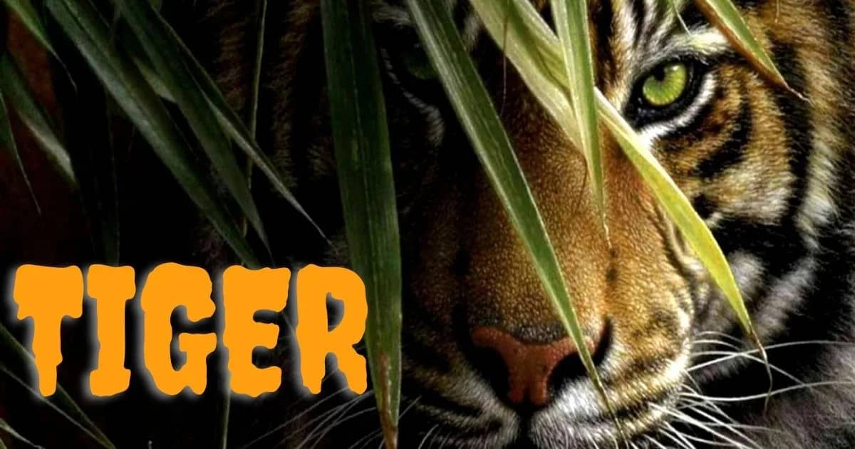 Adoption Requirements For Tiger in USA 2023