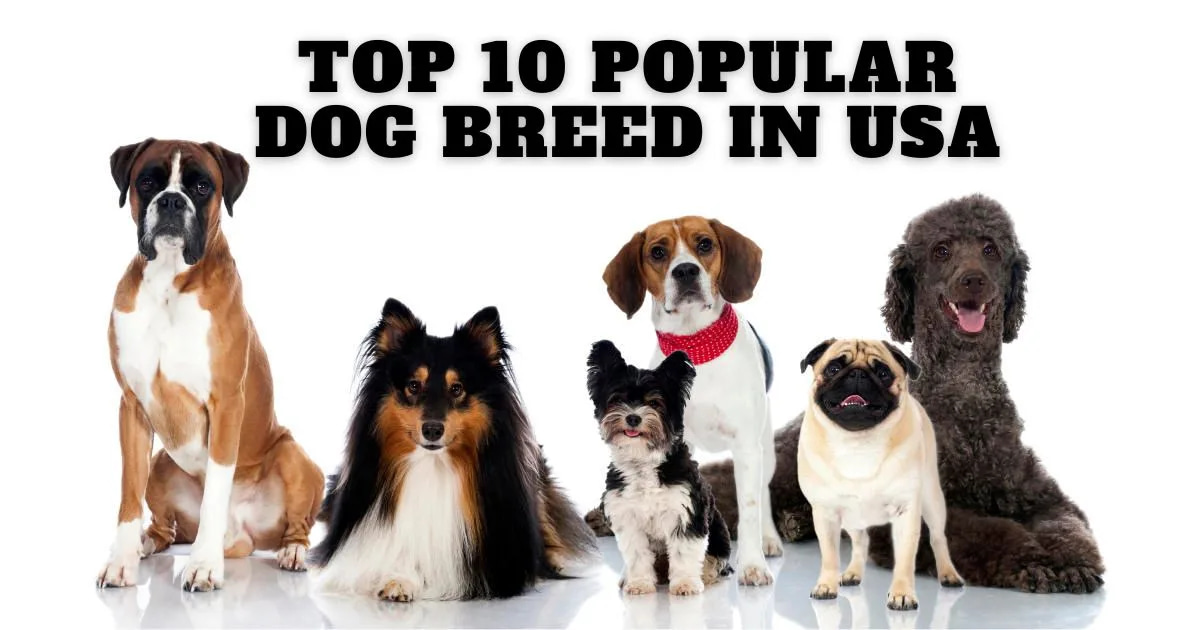 Most Popular Dog Breeds of 2023 in usa