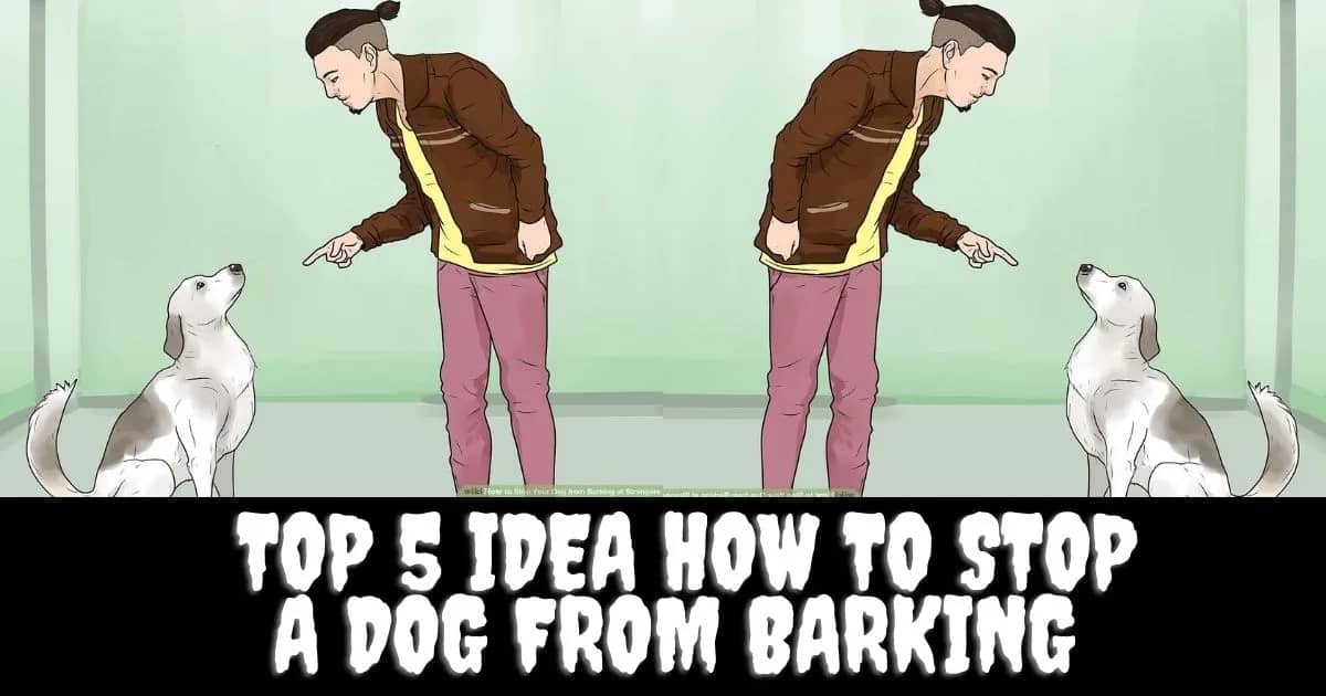 Top 5 Idea How To Stop A Dog From Barking