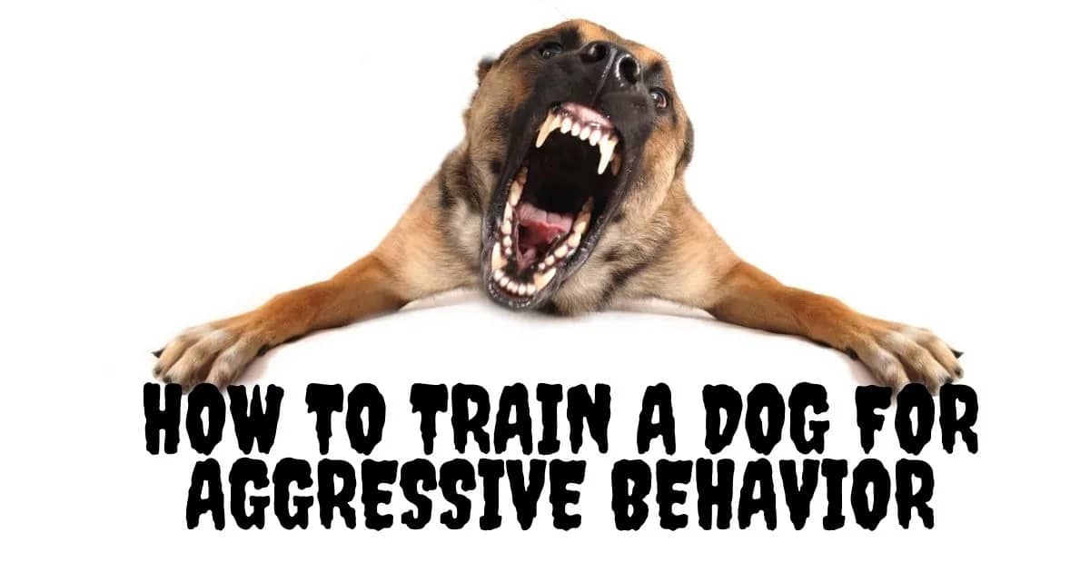 How to train a dog for aggressive behavior