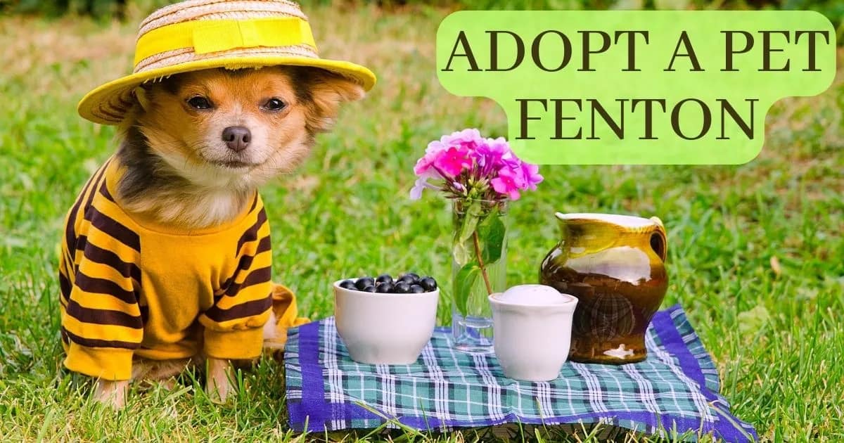 Adopt A Pet Fenton 2023 - usatrend7.com