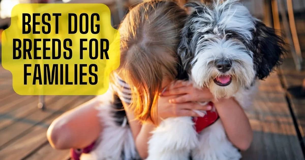 best dog breeds for families 2023