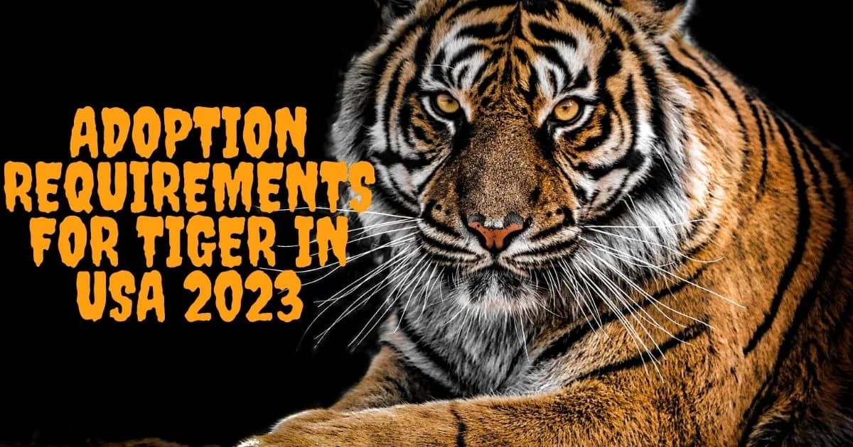 adoption requirements for tiger in USA 2023