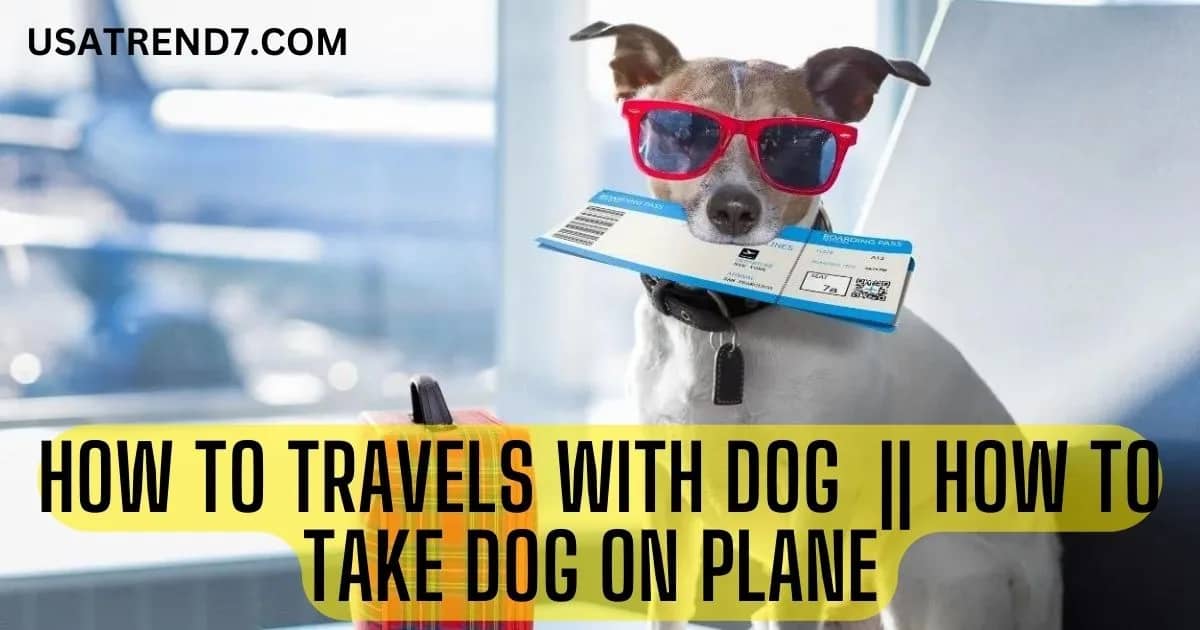 how to travels with dog