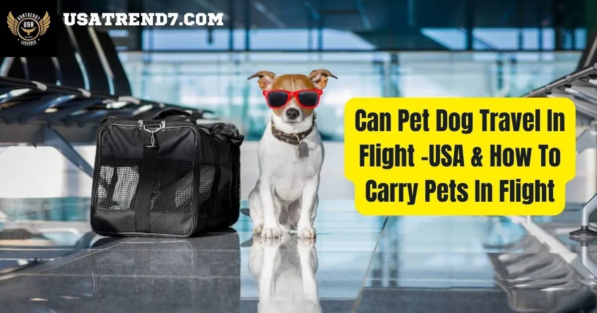 Can Pet Dog Travel In Flight –USA & How To Carry Pets In Flight