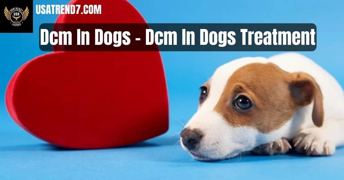 Dcm In Dogs - Dcm In Dogs Treatment