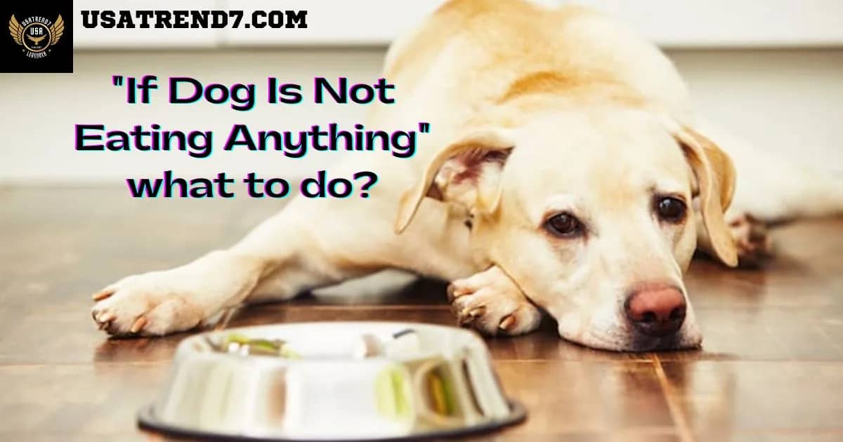 if dog is not eating anything