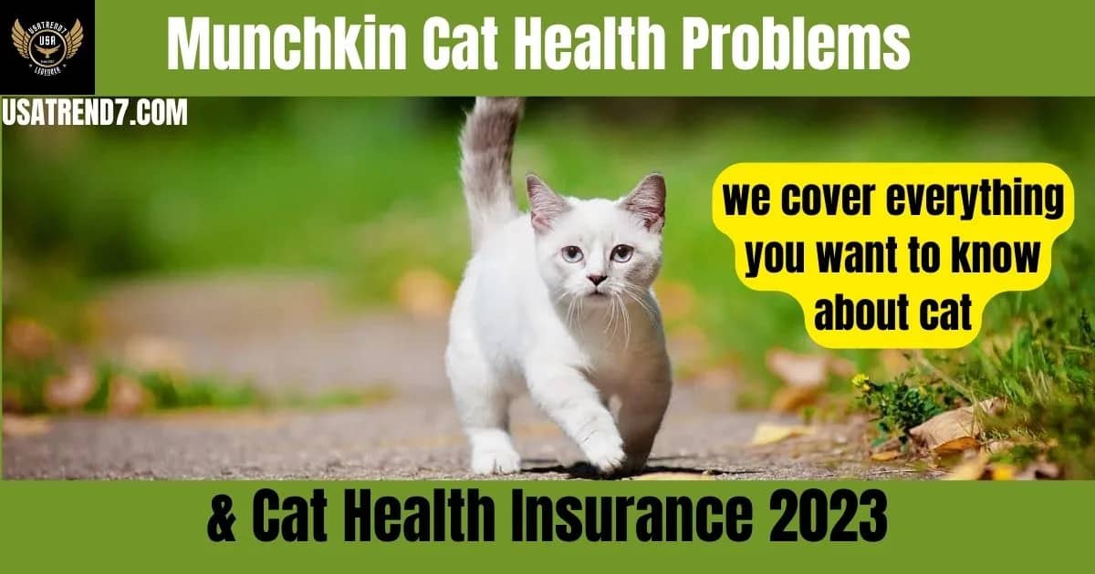 munchkin cat health problems & cat health insurance