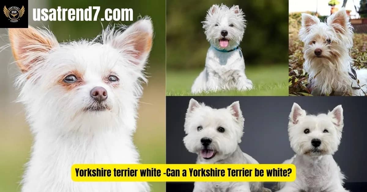 Yorkshire terrier white -Can a Yorkshire Terrier be white?