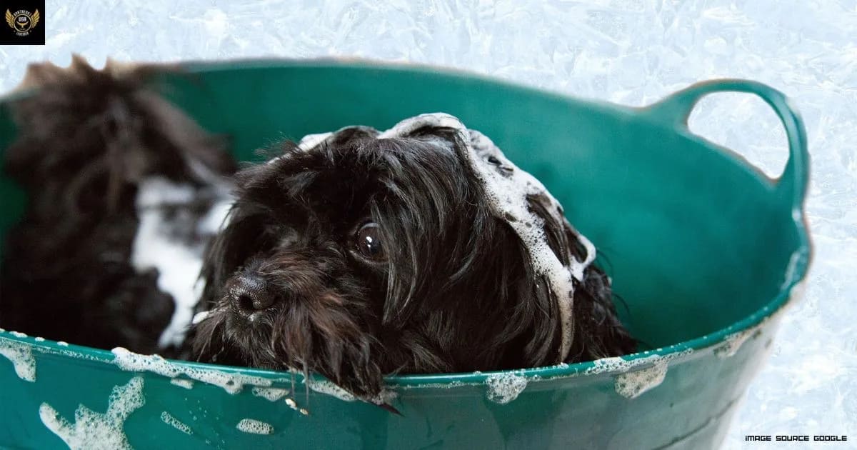 5 Best Dog Shampoo