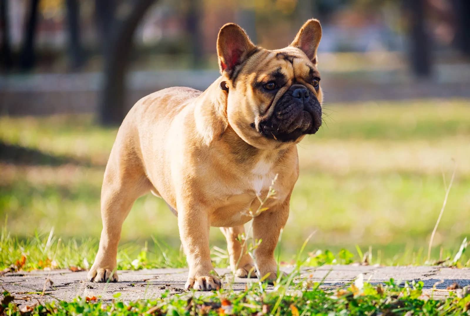 short hair small dog breeds