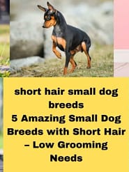 5 Amazing short hair small dog breeds