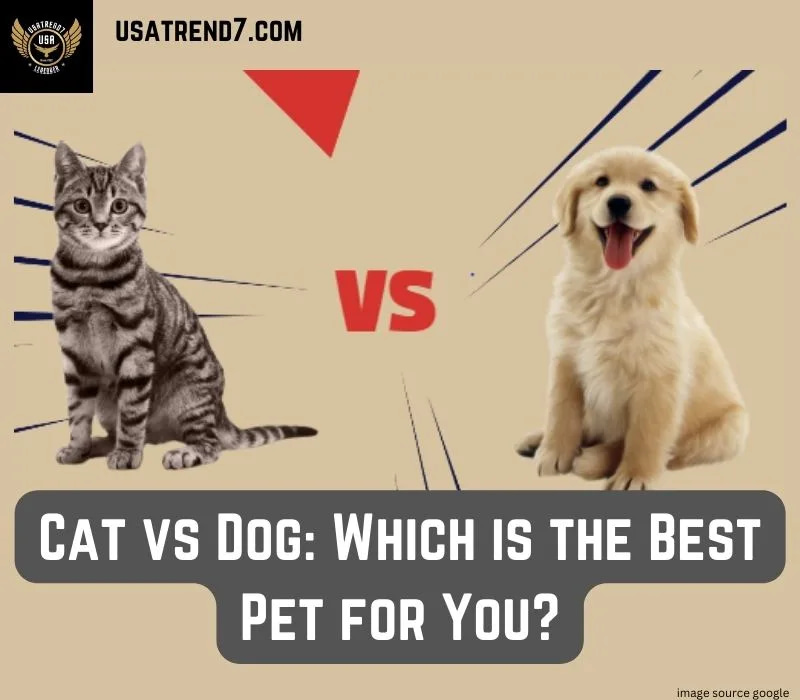 cat vs dog