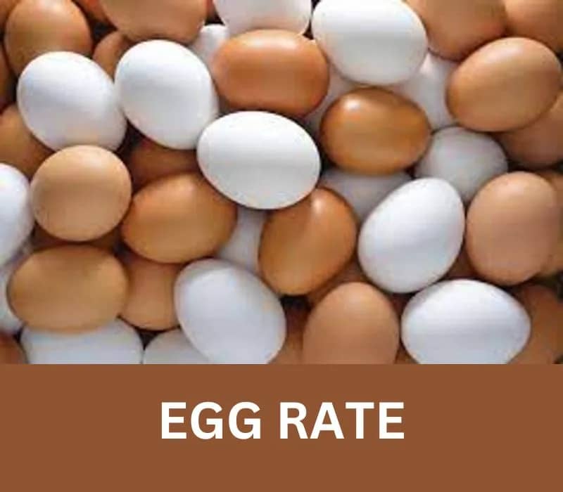 EGG RATE