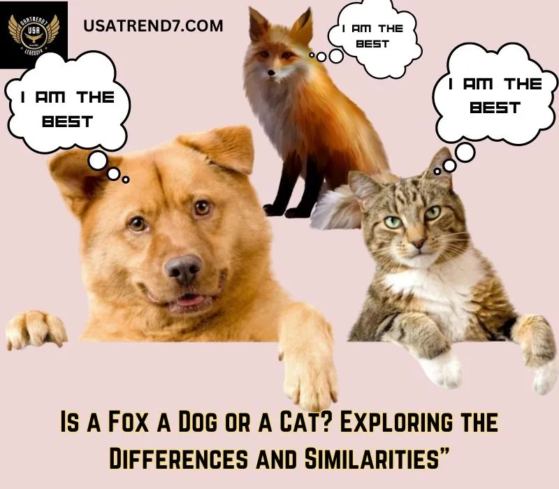 is a fox a dog or a cat